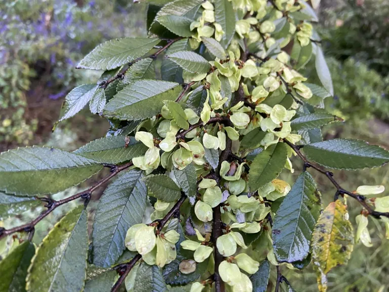 Ulmus parvifolia 'UPTMF' (Bosque®) fruit