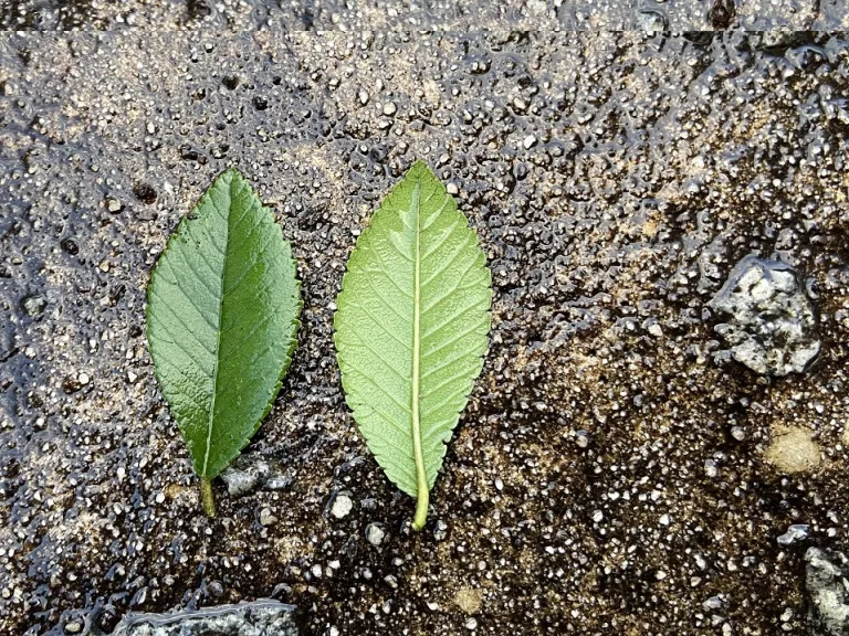 Ulmus parvifolia 'UPTMF' (Bosque®) leaf front and back