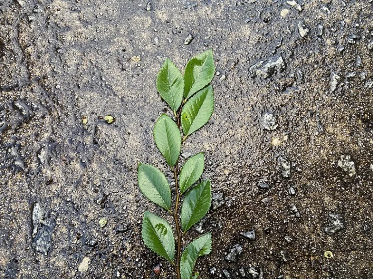 Ulmus parvifolia 'UPTMF' (Bosque®) stem