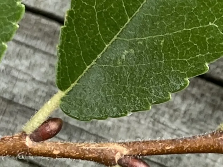 Ulmus parvifolia asymmetrical leaf base
