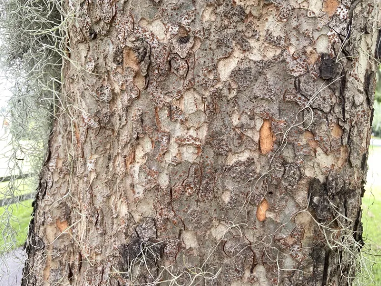 Ulmus parvifolia bark