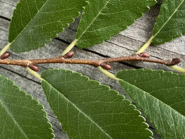 Ulmus parvifolia buds
