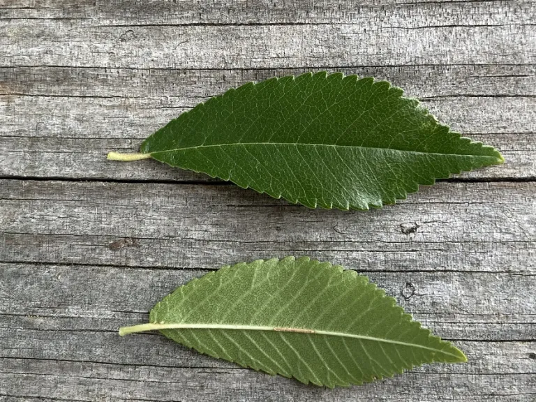 Ulmus parvifolia leaf front and back