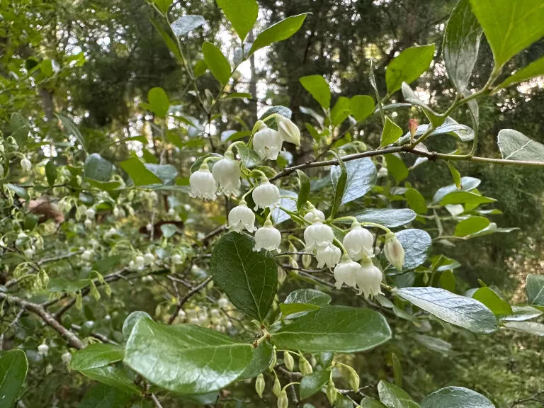 Sparkleberry Flowers