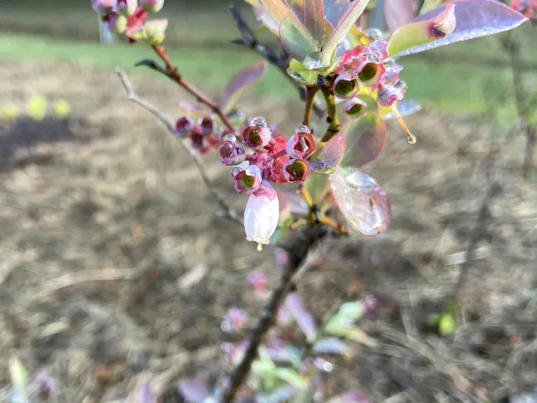 Vaccinium ashei 'Climax' flower