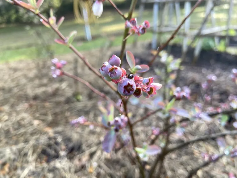 Vaccinium ashei 'Climax' fruit