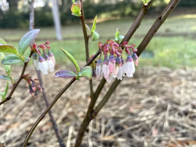 Vaccinium ashei 'Ira' flowers