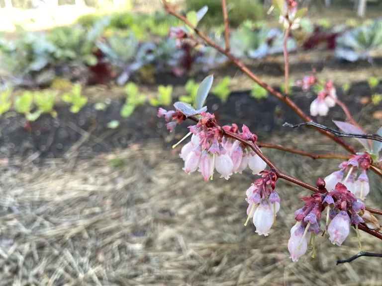 Vaccinium ashei 'Tifblue' flowers
