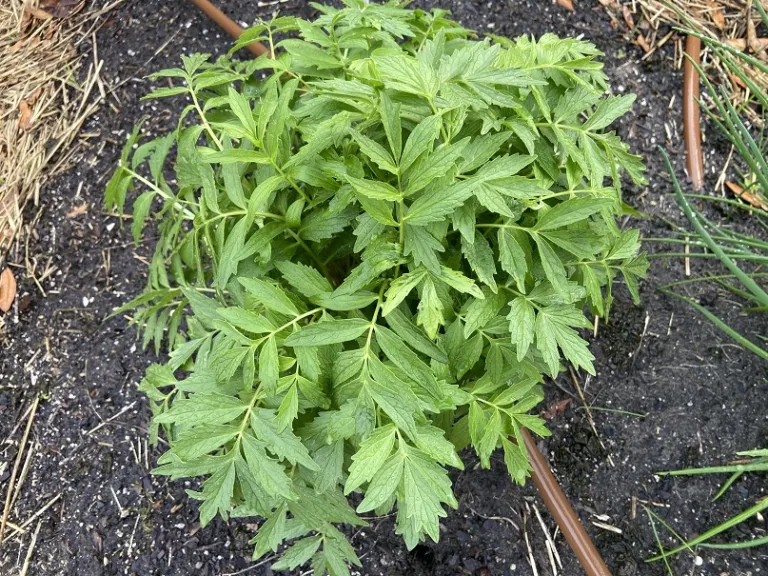 Valeriana officinalis foliage