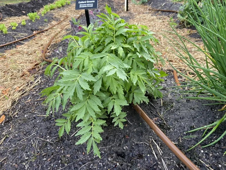 Valeriana officinalis habit