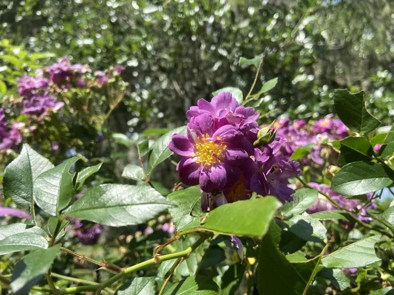 Rosa 'Veilchenblau' flower