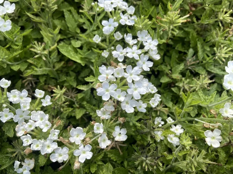 Verbena (Lanai® Compact White) flower