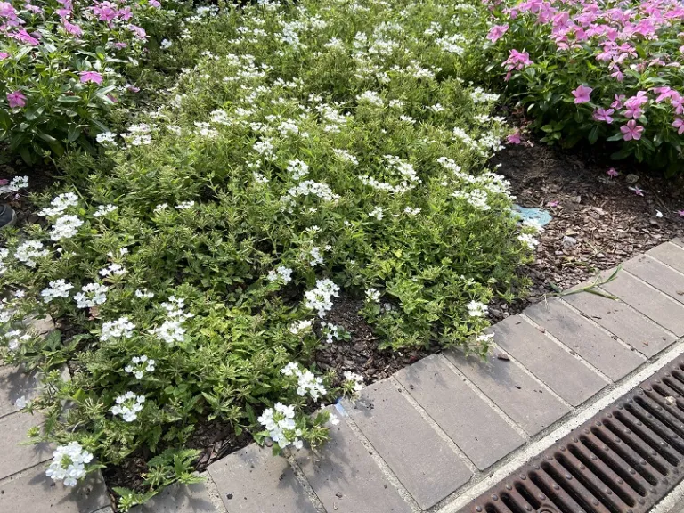 Verbena (Lanai® Compact White) habit