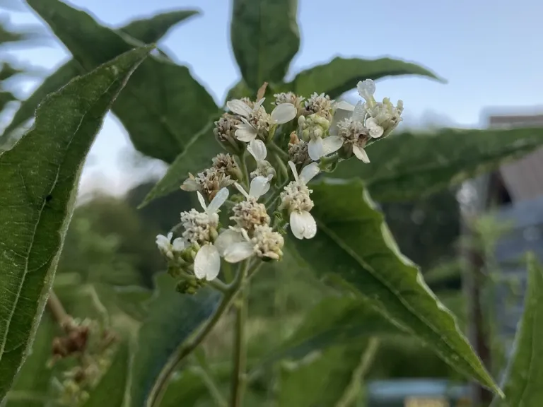 Verbesina virginica flowers