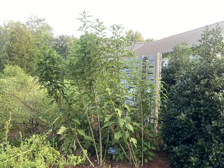 Verbesina virginica habit