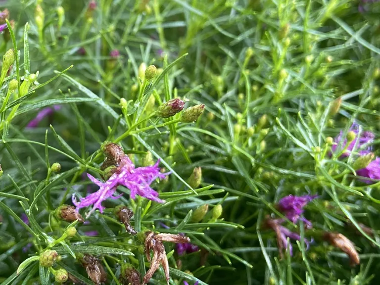 Vernonia lettermannii flower buds