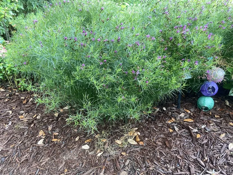 Vernonia lettermannii flowering habit