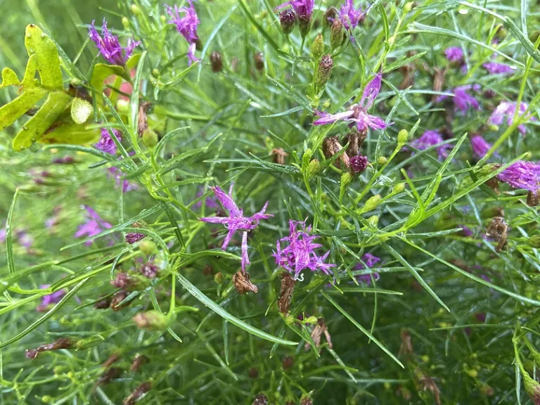 Vernonia lettermannii flowers