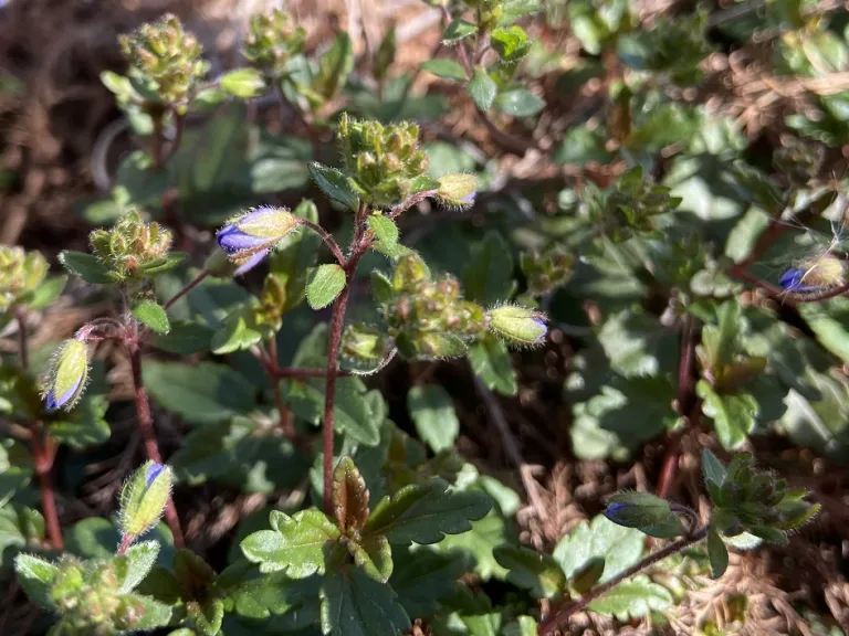 Veronica peduncularis 'Georgia Blue' flower bud