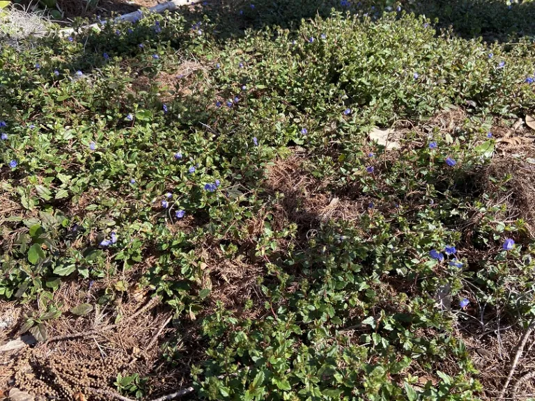 Veronica peduncularis 'Georgia Blue' flowering habit
