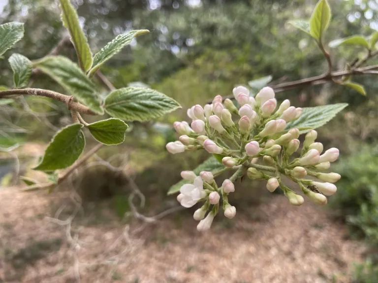 Viburnum ×burkwoodii flower buds