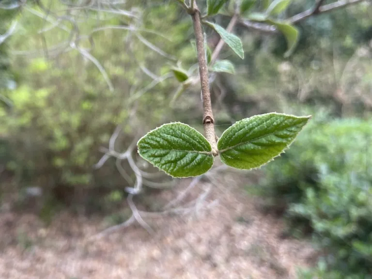 Viburnum ×burkwoodii new leaves