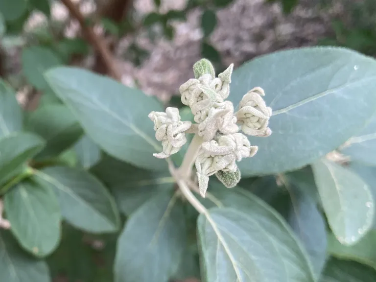 Viburnum macrocephalum flower buds