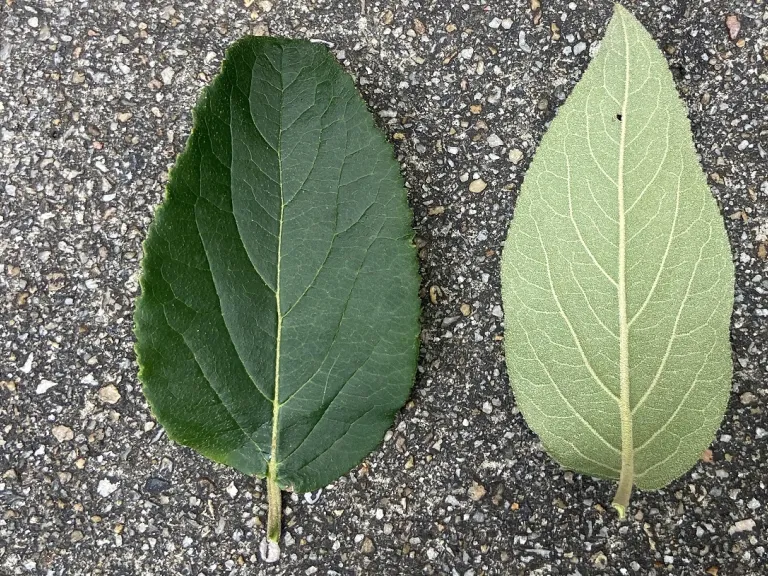 Viburnum macrocephalum leaf front and back