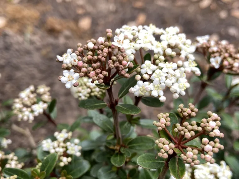 Viburnum obovatum 'Mrs. Schiller's Delight' flower buds