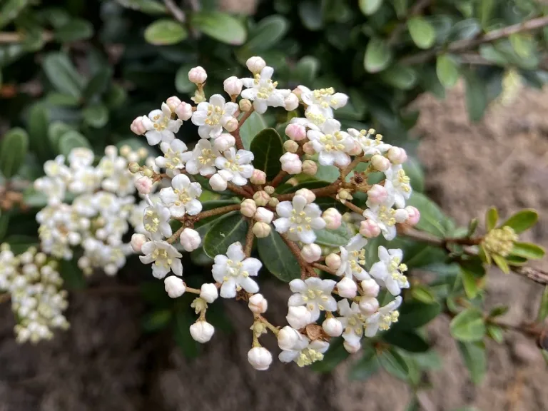 Viburnum obovatum 'Mrs. Schiller's Delight' flowers