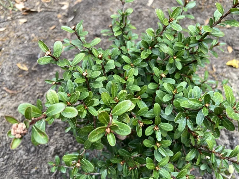 Viburnum obovatum 'Mrs. Schiller's Delight' foliage
