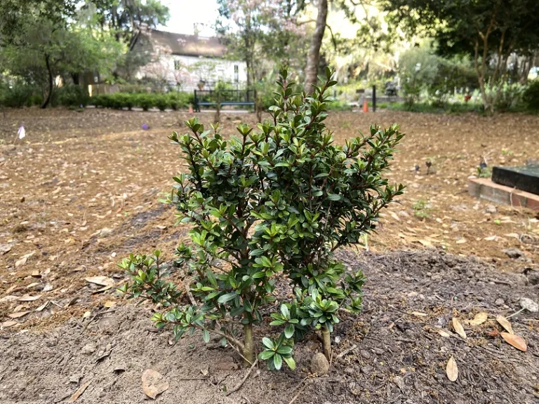 Viburnum obovatum 'Mrs. Schiller's Delight' habit