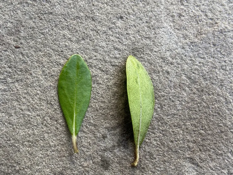 Viburnum obovatum 'Raulston Hardy' leaf front and back