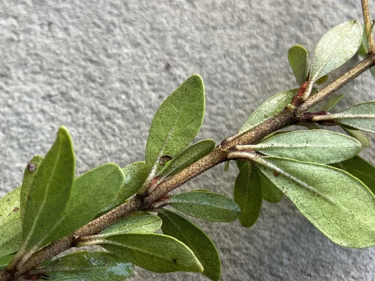 Viburnum obovatum 'Raulston Hardy' stem and leaf texture