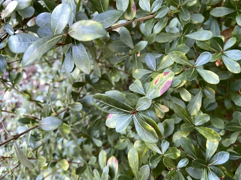 Viburnum obovatum 'Reifler's Dwarf' foliage