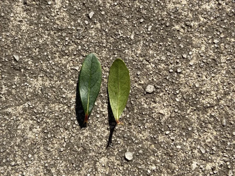 Viburnum obovatum 'Reifler's Dwarf' leaf front and back