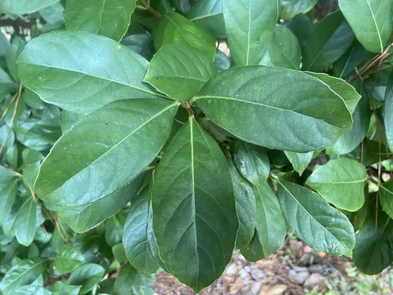 Viburnum odoratissimum foliage