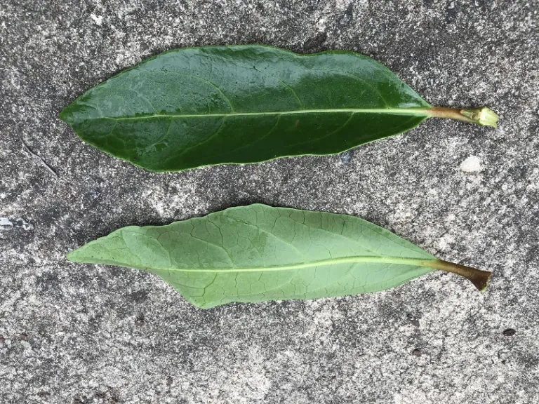 Viburnum odoratissimum var. awabuki 'Chindo' leaf front and back