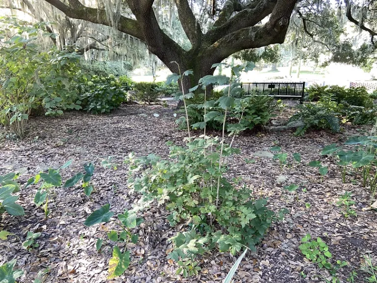 Viburnum opulus 'Roseum' habit