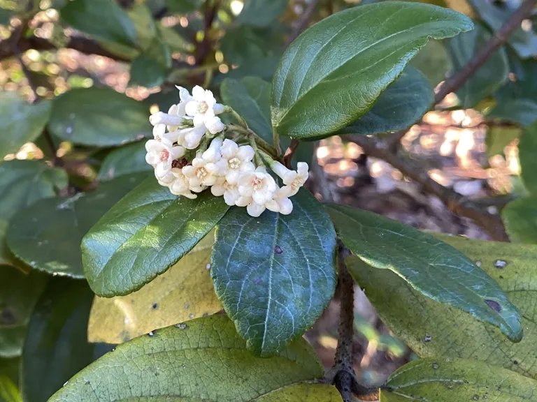 Viburnum suspensum flower