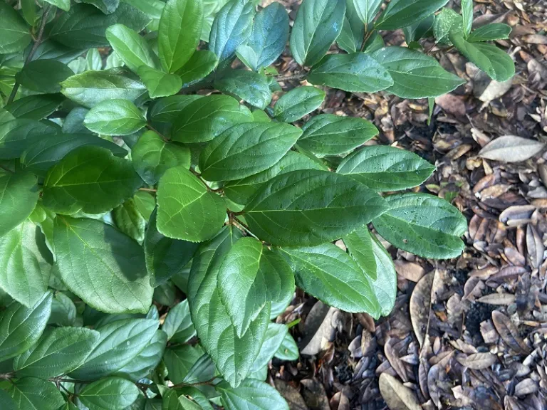 Viburnum suspensum foliage
