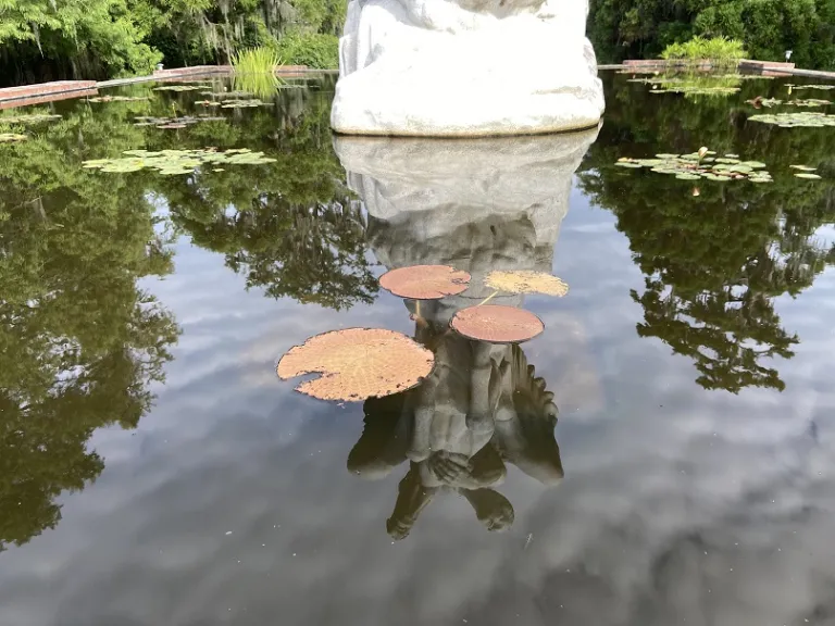 Victoria 'Longwood Hybrid' habit