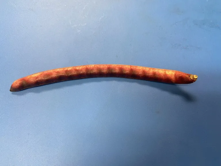 Vigna unguiculata 'KnuckleHull-VNR' fruit