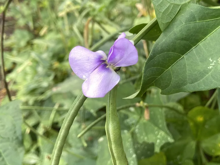 Vigna unguiculata 'Sea Island Red' flower