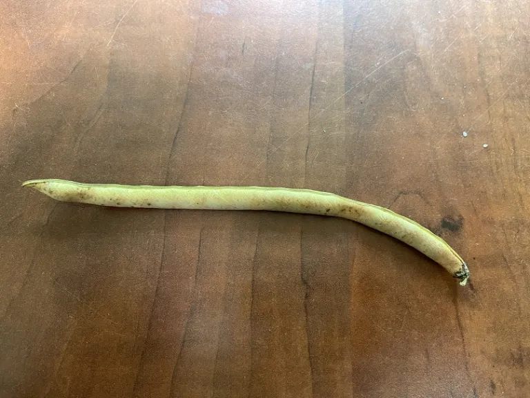 Vigna unguiculata 'Sea Island Red' fruit
