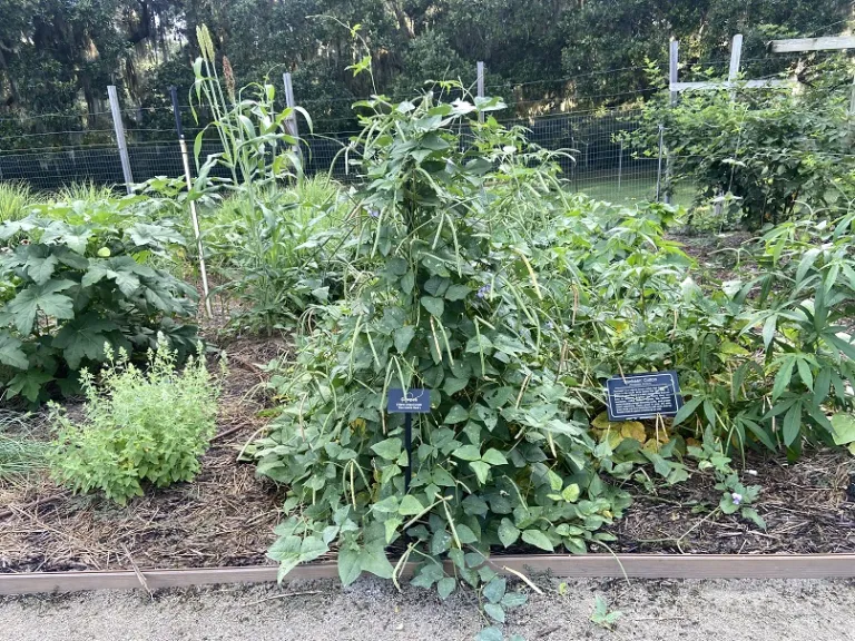 Vigna unguiculata 'Sea Island Red' fruiting habit