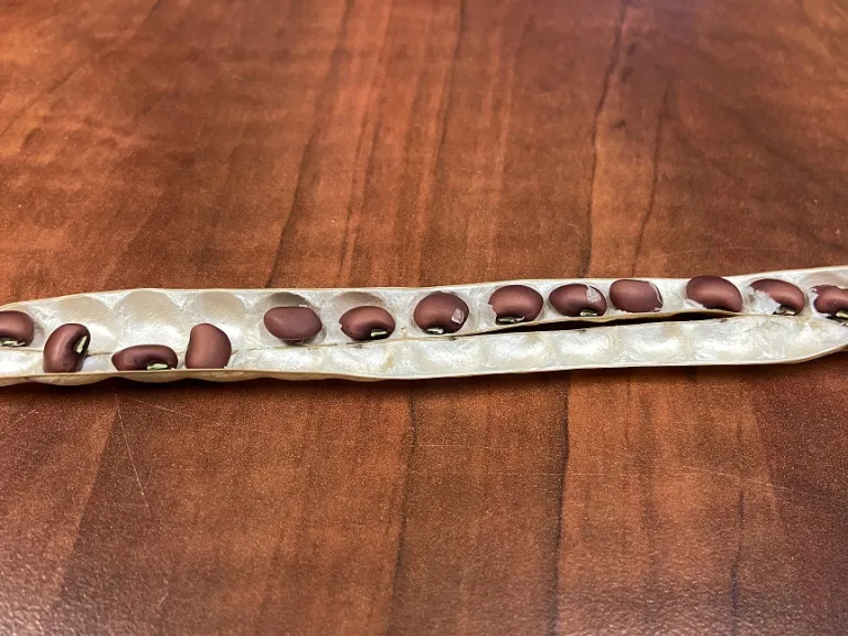 Vigna unguiculata 'Sea Island Red' seeds