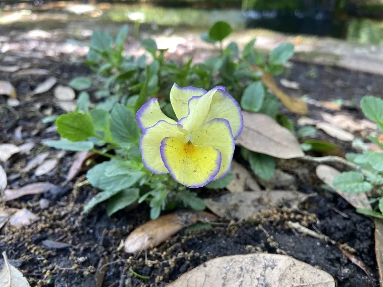 Viola 'Etain' flower