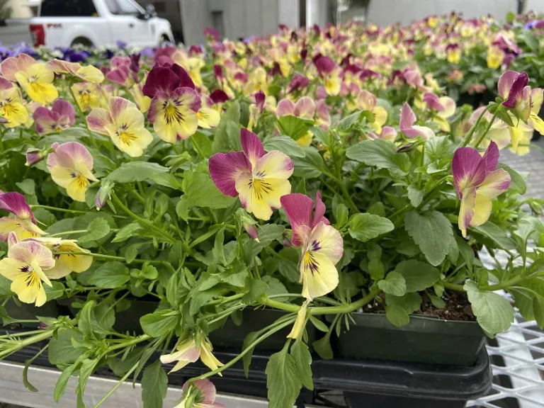 Viola ×wittrockiana 'PAS1314677' (Cool Wave® Strawberry Swirl) flowering habit