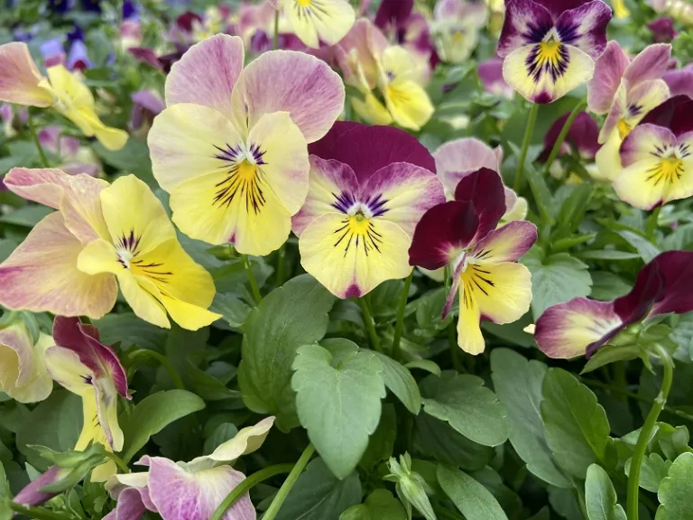 Viola ×wittrockiana 'PAS1314677' (Cool Wave® Strawberry Swirl) flowers